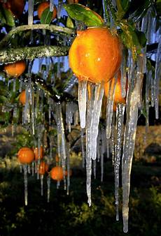 Mineral Water With Fruit